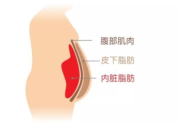 內臟脂肪.jpg
