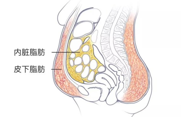 內臟脂肪和皮下脂肪對比.jpg