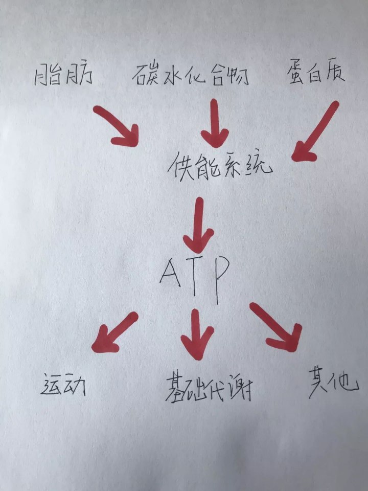 運(yùn)動(dòng)30分鐘后才開(kāi)始消耗脂肪……是真是假？